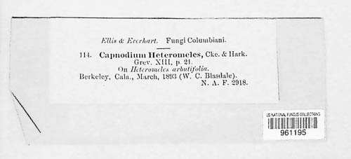 Chaetothyrium heteromeles image